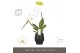 Phalaenopsis wit Formidablo - Niagara Falls - 1 tak, 12+ bloem - Abruz 