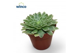 Aeonium Aeonium Tabiliformis Variegata 1 pp
