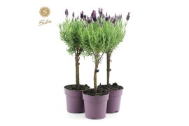 Lavandula stoechas anouk stam