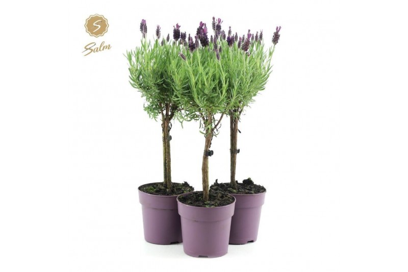 Lavandula stoechas anouk stam 