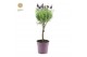 Lavandula stoechas anouk stam 