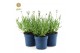 Lavandula angustifolia felice 