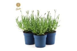 Lavandula angustifolia felice