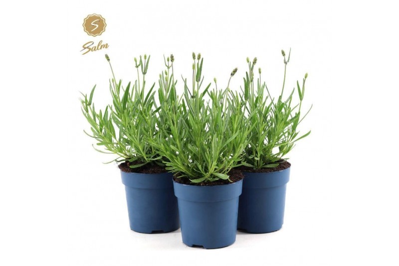 Lavandula angustifolia felice 