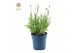 Lavandula angustifolia felice 