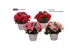 Begonia (elatior grp) betulia mix Begonia Betulia Mix Outdoor in Zink 