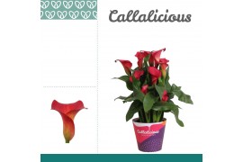 Zantedeschia red alert rood + potcover
