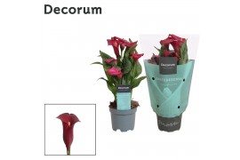 Zantedeschia callafornia red decorum,