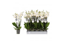 Phalaenopsis anthura nottingham 4 tak - 25+ bloemen