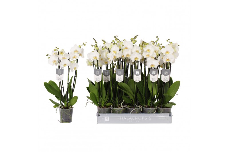 Phalaenopsis anthura nottingham 4 tak - 25+ bloemen 