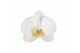 Phalaenopsis anthura nottingham 4 tak - 25+ bloemen 
