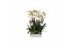 Phalaenopsis anthura nottingham 4 tak - 25+ bloemen 