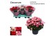 Begonia (elatior grp) betulia mix Decorum 