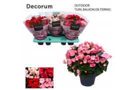 Begonia (elatior grp) betulia mix Decorum
