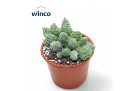Adromischus maculatus Adromischus Marianiae Herrei Lime Drops