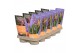 Calanthe Calanthe met potcover 12 cm 2-3 scheuten,2 tak/plnt 
