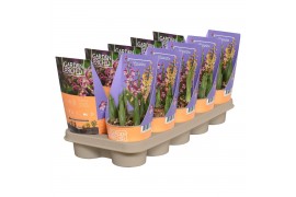 Calanthe Calanthe met potcover 12 cm 2-3 scheuten,2 tak/plnt