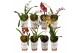 Orchidee mix 1-2  tak 