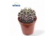 Gymnocalycum mihanovichii Gymnocalycium Friedrichii 