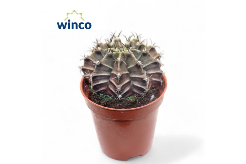 Gymnocalycum mihanovichii Gymnocalycium Friedrichii Gymnocalycum mihanovichii Gymnocalycium Friedrichii