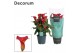 Zantedeschia red alert decorum rood 