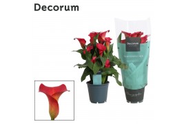 Zantedeschia red alert decorum rood
