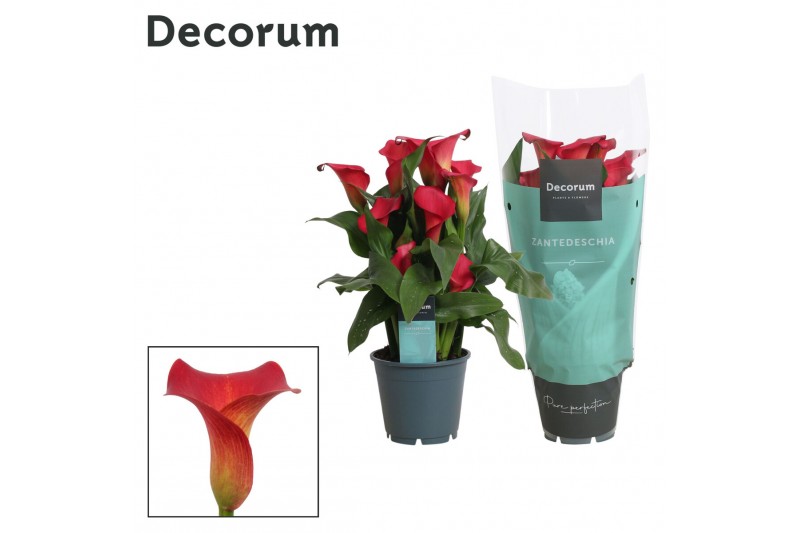 Zantedeschia red alert decorum rood 