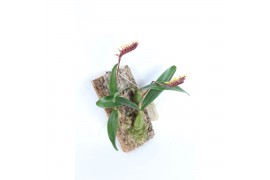 Orchidee Bulbophyllum Falcatum op kurk,1 tak/plnt,