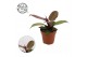 Philodendron cherry red 