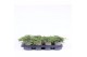 Juniperus communis green carpet 