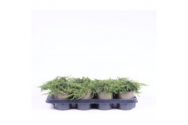 Juniperus communis green carpet
