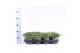 Juniperus communis green carpet 