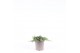 Juniperus communis green carpet 