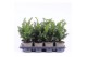 Taxus baccata repandens 