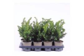 Taxus baccata repandens