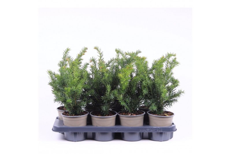 Taxus baccata repandens 