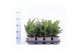Taxus baccata repandens 