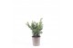 Taxus baccata repandens 