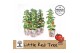 Solanum lycopersicum tomaat Farmzy® Little Red Tree, potcover 