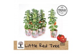 Solanum lycopersicum tomaat Farmzy® Little Red Tree, potcover