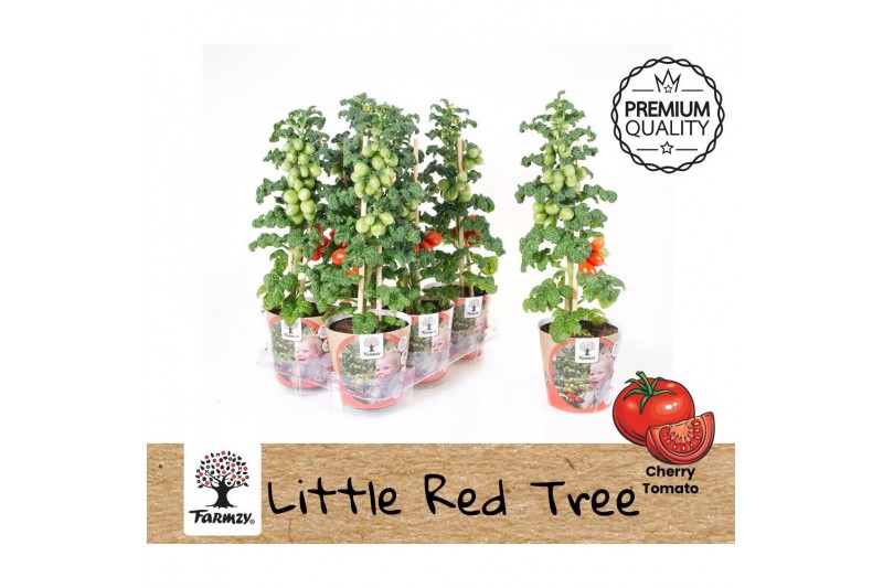 Solanum lycopersicum tomaat Farmzy® Little Red Tree, potcover 