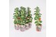 Solanum lycopersicum tomaat Farmzy® Little Red Tree, potcover 