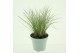 Siergrassen Schizachyrium scoparium 
