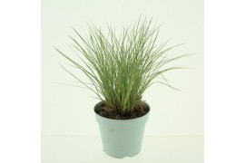 Siergrassen Schizachyrium scoparium