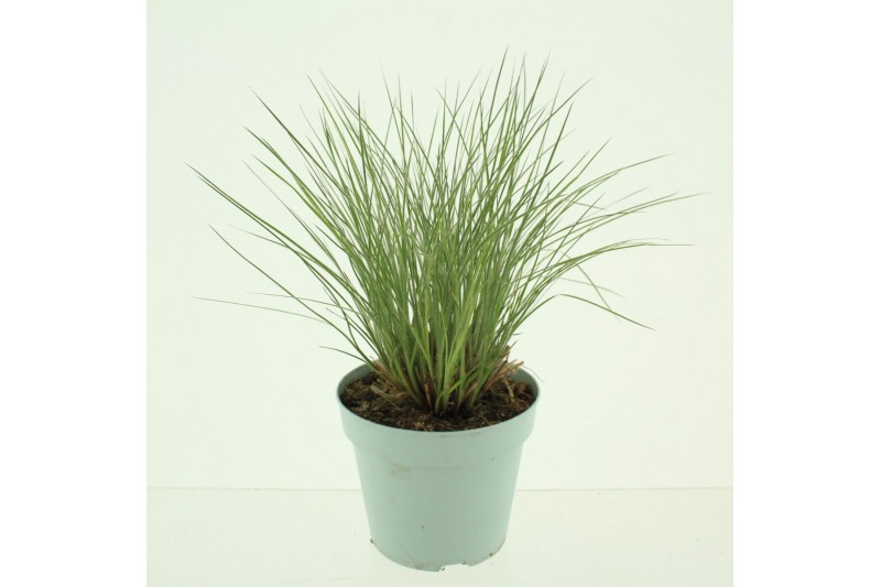 Siergrassen Schizachyrium scoparium 