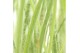 Siergrassen Schizachyrium scoparium 