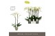 Phalaenopsis wit Maistro Bach - 2 tak, 18+ bloem - 60cm - Emilia Green 
