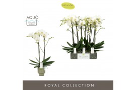Phalaenopsis wit Maistro Bach - 2 tak, 18+ bloem - 60cm - Emilia Green