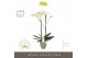 Phalaenopsis wit Maistro Bach - 2 tak, 18+ bloem - 60cm - Emilia Green 