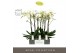 Phalaenopsis wit Maistro Bach - 2 tak, 18+ bloem - 60cm - Emilia Green 